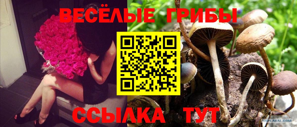 Галлюциногенные грибы Psilocybine cubensis  Вход с VPN  Галлюциногенные грибы мицелий  Старый Оскол 